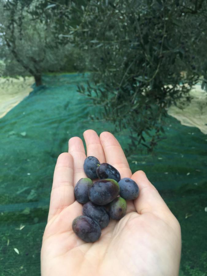 Agriturismo La Casina Nel Vigneto Larciano Luaran gambar